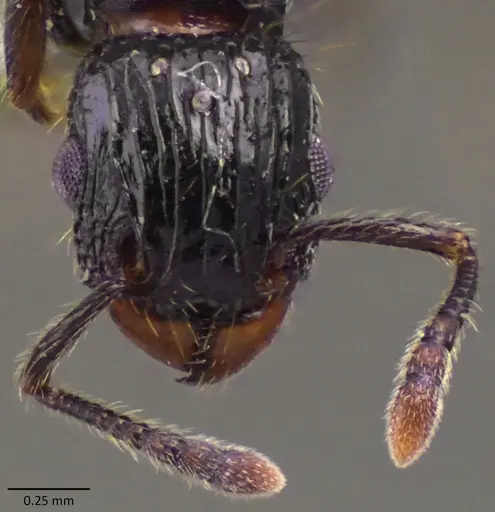 Tetramorium pullulum specimen ANTWEB1060157 image antweb1060157_2