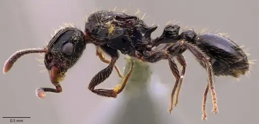Tetramorium pullulum specimen ANTWEB1060157 image antweb1060157_3