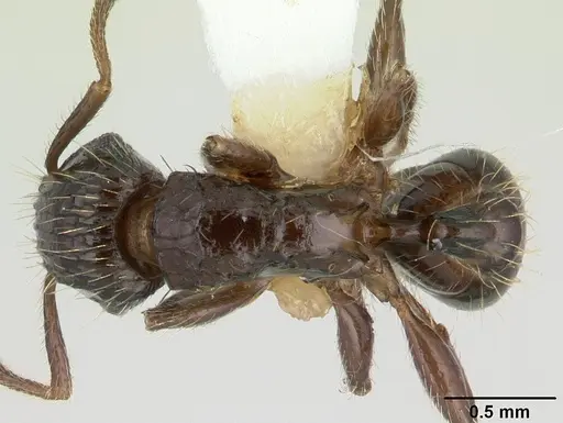 Tetramorium pullulum specimen CASENT0178338 image casent0178338_1