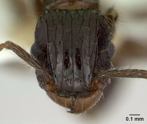 Tetramorium pullulum specimen CASENT0178338 image casent0178338_2