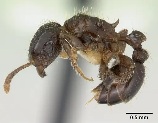 Tetramorium pullulum specimen CASENT0178338 image casent0178338_3