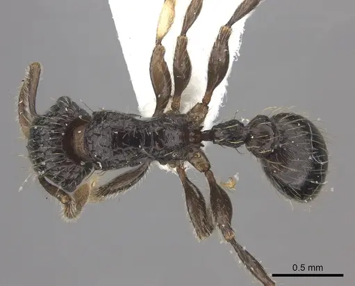 Tetramorium pullulum specimen CASENT0217076 image casent0217076_1