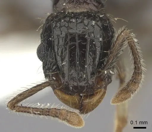 Tetramorium pullulum specimen CASENT0217076 image casent0217076_2