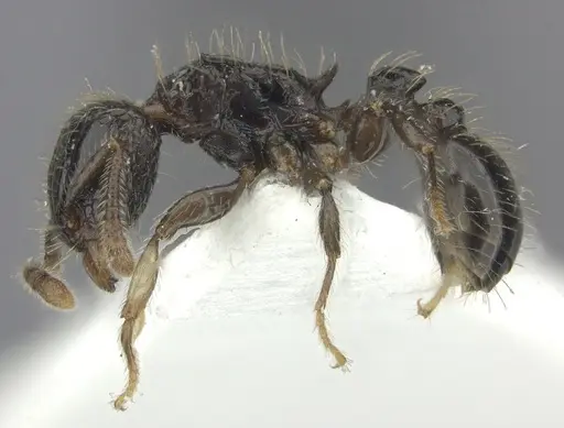 Tetramorium pullulum specimen CASENT0217076 image casent0217076_3