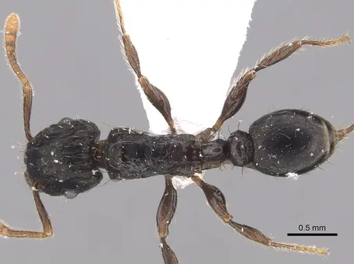 Tetramorium pullulum specimen CASENT0217223 image casent0217223_1