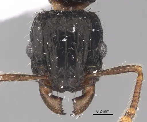 Tetramorium pullulum specimen CASENT0217223 image casent0217223_2