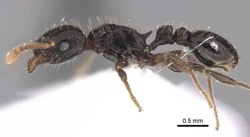 Tetramorium pullulum specimen CASENT0217223 image casent0217223_3