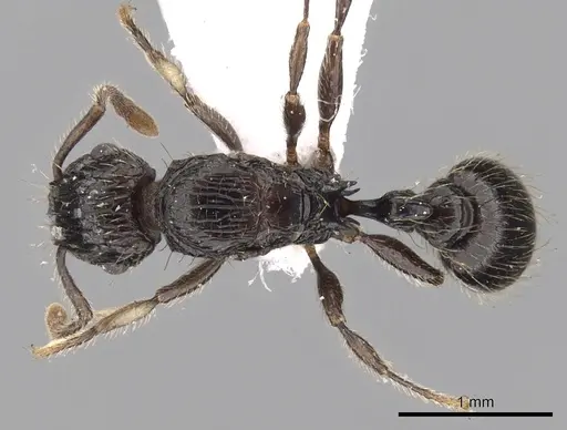 Tetramorium pullulum specimen CASENT0217224 image casent0217224_1