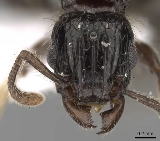 Tetramorium pullulum specimen CASENT0217224 image casent0217224_2