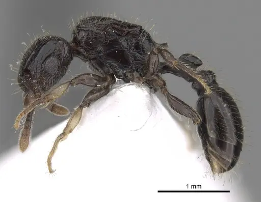 Tetramorium pullulum specimen CASENT0217224 image casent0217224_3