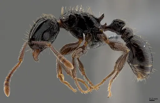 Tetramorium pullulum specimen CASENT0371300 image casent0371300_1