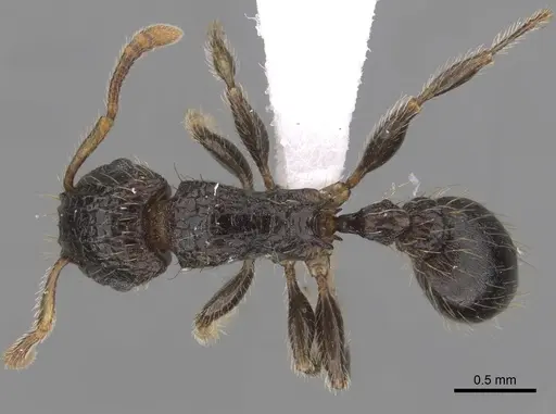 Tetramorium pullulum specimen CASENT0412029 image casent0412029_1