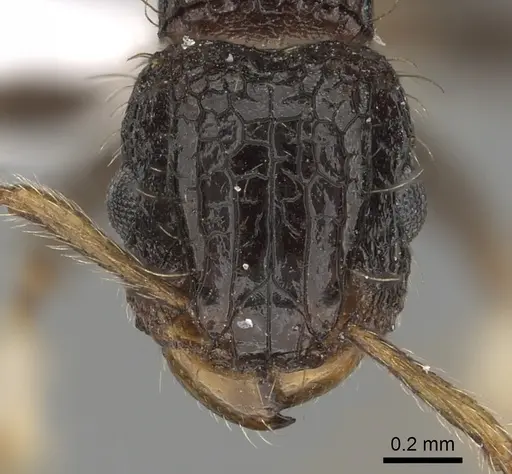 Tetramorium pullulum specimen CASENT0412029 image casent0412029_2