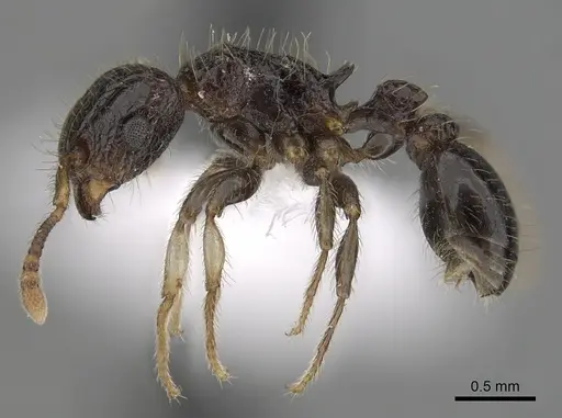 Tetramorium pullulum specimen CASENT0412029 image casent0412029_3
