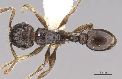 Tetramorium pullulum specimen CASENT0906124 image casent0906124_1