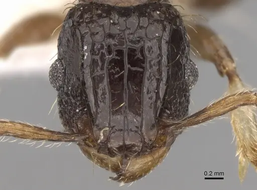 Tetramorium pullulum specimen CASENT0906124 image casent0906124_2