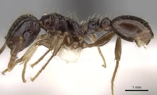 Tetramorium pullulum specimen CASENT0906124 image casent0906124_3