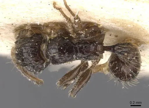 Tetramorium pullulum specimen RMCAENT000017791 image rmcaent000017791_1