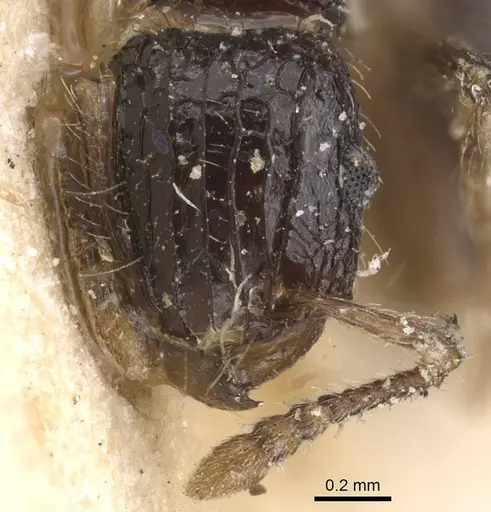 Tetramorium pullulum specimen RMCAENT000017791 image rmcaent000017791_2