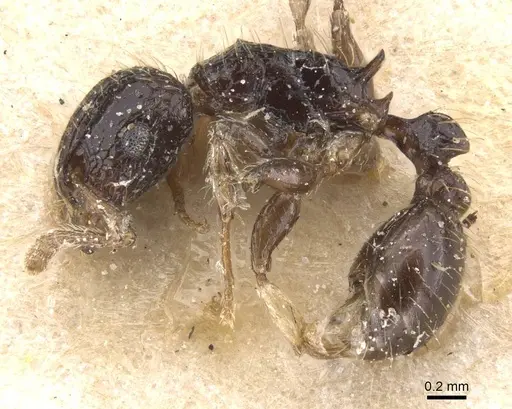 Tetramorium pullulum specimen RMCAENT000017791 image rmcaent000017791_3