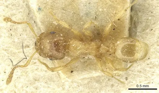 Tetramorium punctatum specimen CASENT0915051 image casent0915051_1