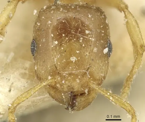 Tetramorium punctatum specimen CASENT0915051 image casent0915051_2