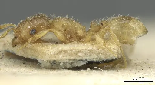 Tetramorium punctatum specimen CASENT0915051 image casent0915051_3