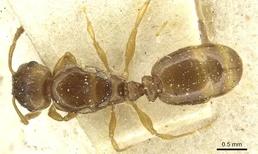 Tetramorium punctatum specimen CASENT0915053 image casent0915053_1