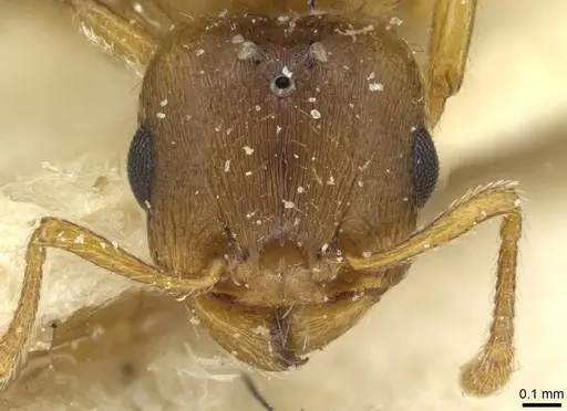 Tetramorium punctatum specimen CASENT0915053 image casent0915053_2