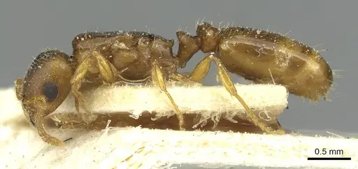 Tetramorium punctatum specimen CASENT0915053 image casent0915053_3