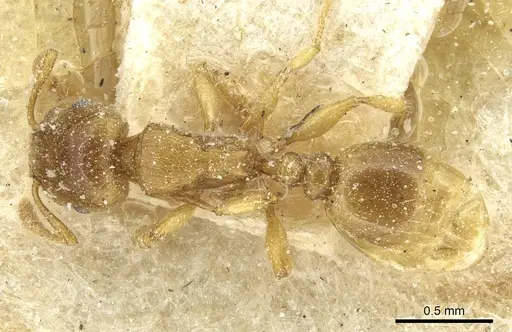 Tetramorium punctatum specimen CASENT0915054 image casent0915054_1