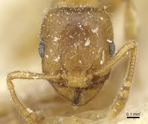 Tetramorium punctatum specimen CASENT0915054 image casent0915054_2
