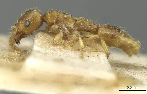 Tetramorium punctatum specimen CASENT0915054 image casent0915054_3