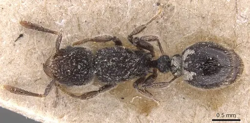 Tetramorium punctiventre specimen CASENT0905778 image casent0905778_1