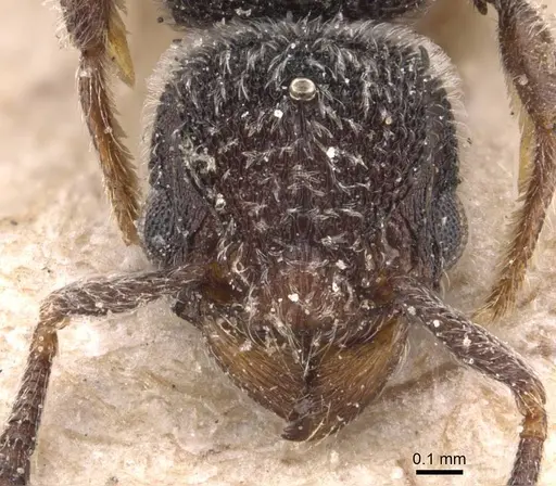 Tetramorium punctiventre specimen CASENT0905778 image casent0905778_2