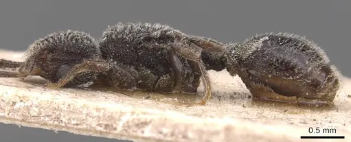 Tetramorium punctiventre specimen CASENT0905778 image casent0905778_3