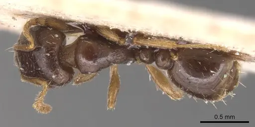 Tetramorium punicum specimen CASENT0904826 image casent0904826_1