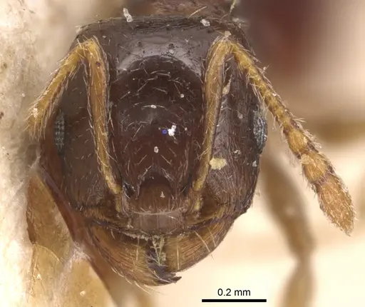 Tetramorium punicum specimen CASENT0904826 image casent0904826_2