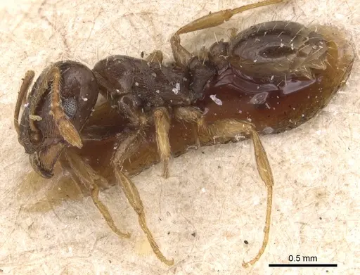Tetramorium punicum specimen CASENT0904826 image casent0904826_3