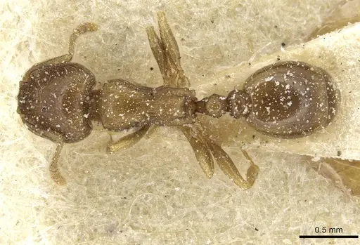 Tetramorium punicum specimen CASENT0913994 image casent0913994_1