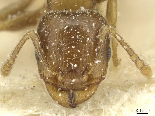 Tetramorium punicum specimen CASENT0913994 image casent0913994_2