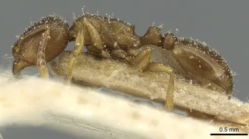 Tetramorium punicum specimen CASENT0913994 image casent0913994_3
