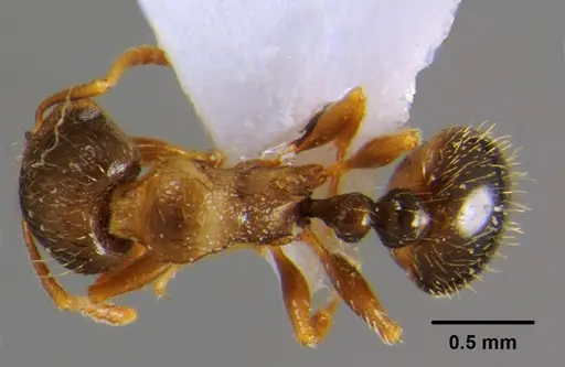 Tetramorium punicum specimen CFH000024 image cfh000024_1