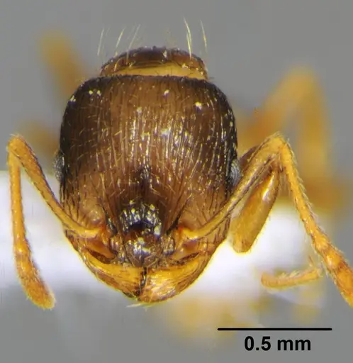 Tetramorium punicum specimen CFH000024 image cfh000024_2