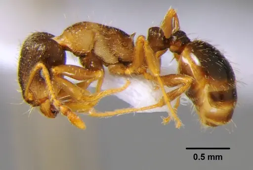 Tetramorium punicum specimen CFH000024 image cfh000024_3