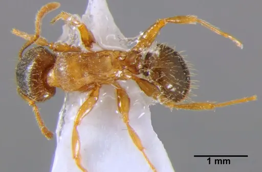Tetramorium punicum specimen CSH000032 image csh000032_1