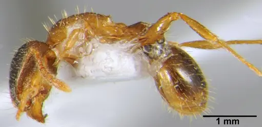 Tetramorium punicum specimen CSH000032 image csh000032_2