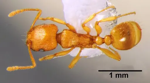 Tetramorium punicum specimen CSH000033 image csh000033_1