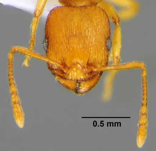 Tetramorium punicum specimen CSH000033 image csh000033_2