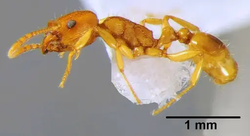 Tetramorium punicum specimen CSH000033 image csh000033_3